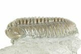 Prone Flexicalymene Trilobite - Mt Orab, Ohio #380331-2
